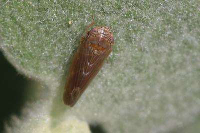  Speudotettix subfusculus (Fallén, 1806)
