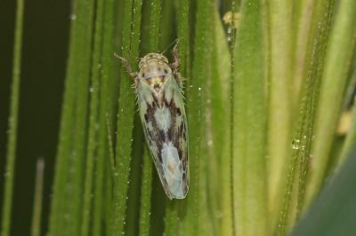  Balclutha punctata (Fabricius, 1775)