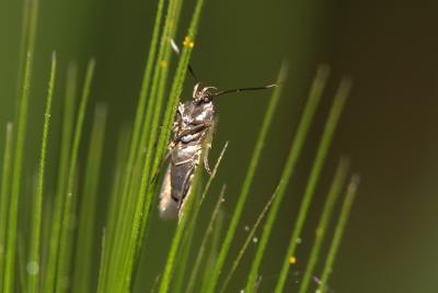 Pancalia leuwenhoekella (Linnaeus, 1760)