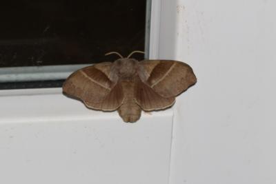 Bombyx de la Ronce (Le), Polyphage (La) Macrothylacia rubi (Linnaeus, 1758)