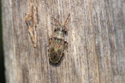  Heterogaster artemisiae Schilling, 1829