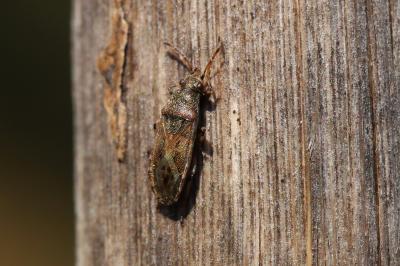  Heterogaster artemisiae Schilling, 1829