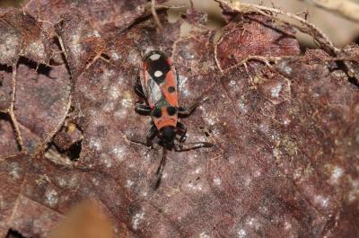  Horvathiolus 