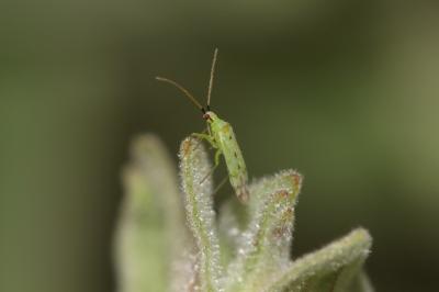  Macrolophus costalis Fieber, 1858