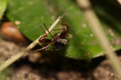  Scolopostethus 