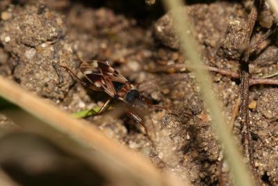  Scolopostethus 