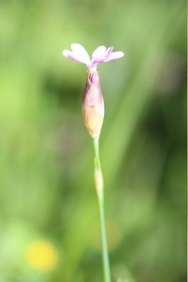 Oeillet velouté Petrorhagia velutina (Guss.) P.W.Ball & Heywood, 1964