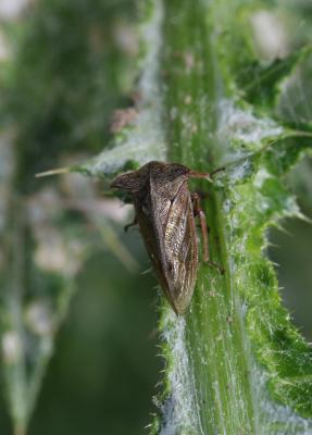 Demi-diable Centrotus cornutus (Linnaeus, 1758)