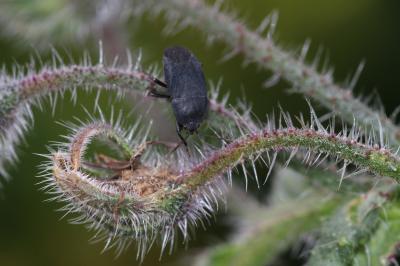  Aellopus atratus (Goeze, 1778)