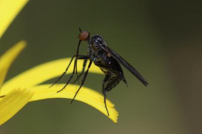  Empis pennipes Linnaeus, 1758