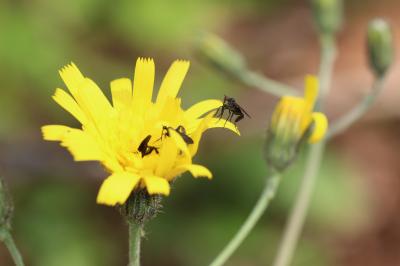  Empis pennipes Linnaeus, 1758
