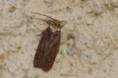  Depressaria depressana (Fabricius, 1775)