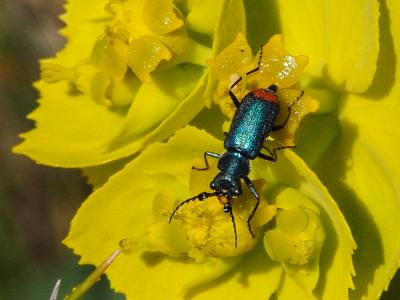  Ceratistes dentifrons (Erichson, 1840)