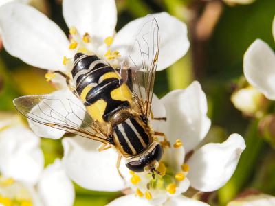  Helophilus trivittatus (Fabricius, 1805)