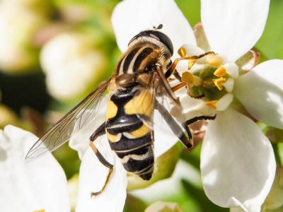  Helophilus trivittatus (Fabricius, 1805)