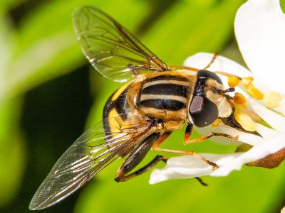  Helophilus trivittatus (Fabricius, 1805)