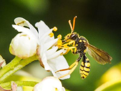  Nomada succincta Panzer, 1798