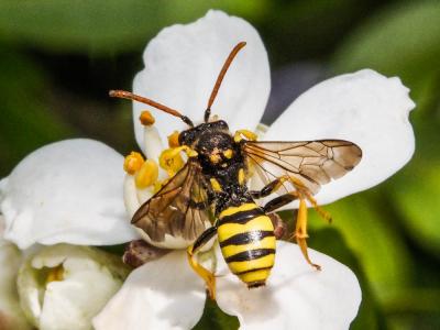  Nomada succincta Panzer, 1798