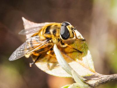  Myathropa florea (Linnaeus, 1758)
