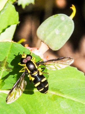  Xanthogramma pedissequum (Harris, 1776)