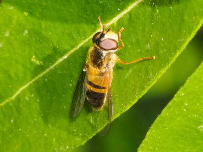  Epistrophe eligans (Harris, 1780)
