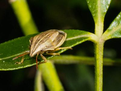 Punaise à tête allongée Aelia acuminata (Linnaeus, 1758)