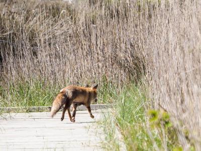 Renard roux Vulpes vulpes (Linnaeus, 1758)