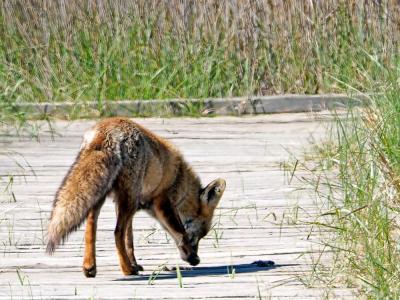 Renard roux Vulpes vulpes (Linnaeus, 1758)