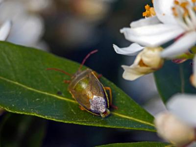 Piezodorus lituratus (Fabricius, 1794)