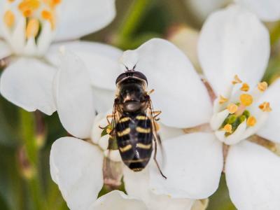  Scaeva selenitica (Meigen, 1822)