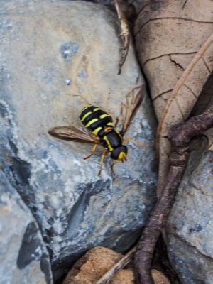  Xanthogramma citrofasciatum (De Geer, 1776)