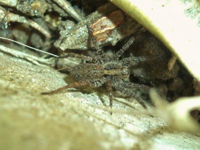  Pardosa amentata (Clerck, 1758)