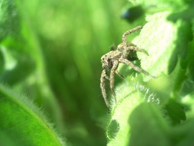  Pardosa amentata (Clerck, 1758)
