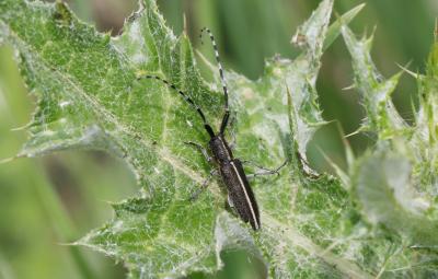 Agapanthie du chardon Agapanthia cardui (Linnaeus, 1767)
