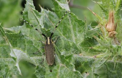  Agapanthia dahli (Richter, 1820)