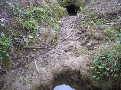 Ragondin Myocastor coypus (Molina, 1782)