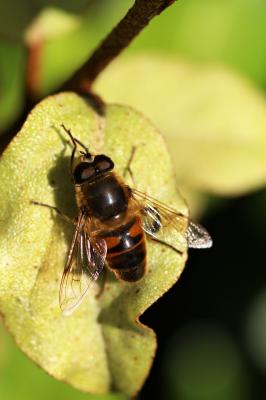 Eristale gluante, Mouche pourceau Eristalis tenax (Linnaeus, 1758)