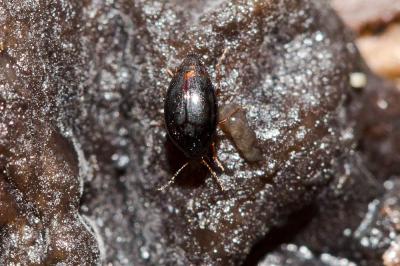  Scaphisoma agaricinum (Linnaeus, 1758)