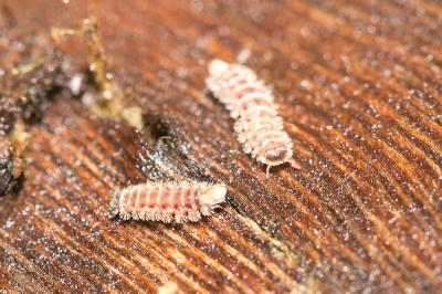 Polyxenus lagurus (Linnaeus, 1758)