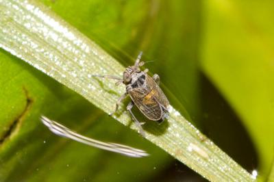  Javesella dubia (Kirschbaum, 1868)