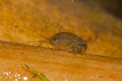  Gammarus Fabricius, 1775