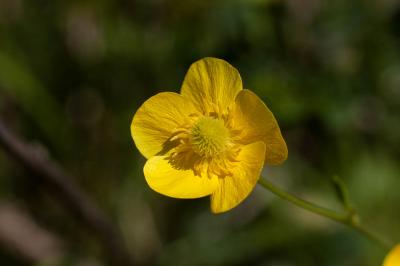 Renoncule de Montpellier Ranunculus monspeliacus L., 1753