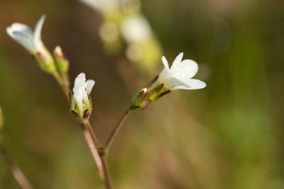 Saxifrage granulé, Herbe à la gravelle Saxifraga granulata L., 1753