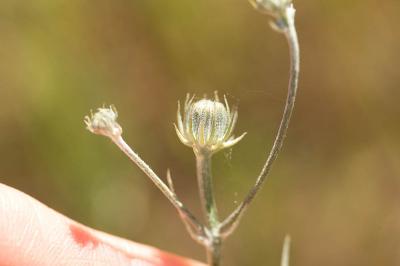 OEil-du-Christ Tolpis umbellata Bertol., 1803