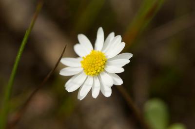 Pâquerette annuelle Bellis annua L., 1753