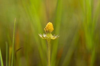 Pâquerette annuelle Bellis annua L., 1753