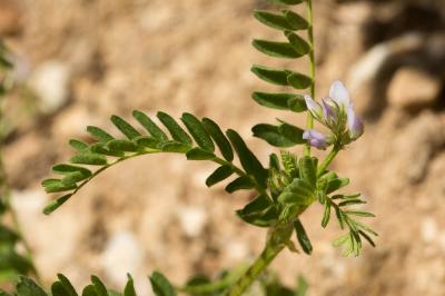 Biserrule en forme de hache Biserrula pelecinus L., 1753