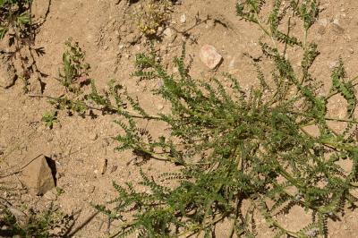 Biserrule en forme de hache Biserrula pelecinus L., 1753