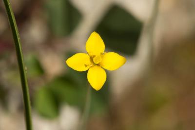 Cicendie filiforme Cicendia filiformis (L.) Delarbre, 1800