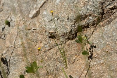 Cicendie filiforme Cicendia filiformis (L.) Delarbre, 1800